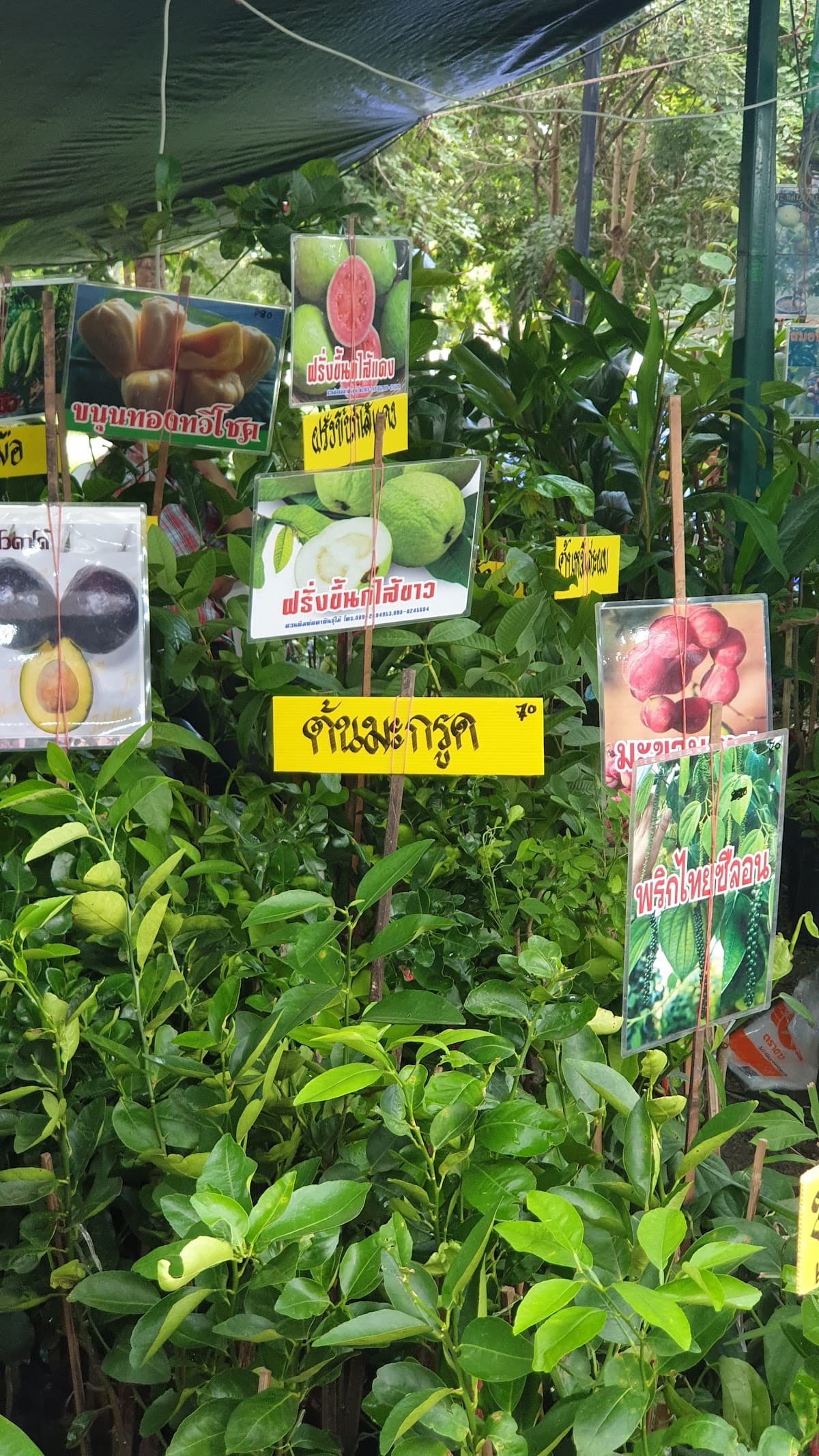 Trip cover: ศรีราชา + เกาะสีชัง 1 วัน — ม.เกษตร + พระจุฑาธุชฯ